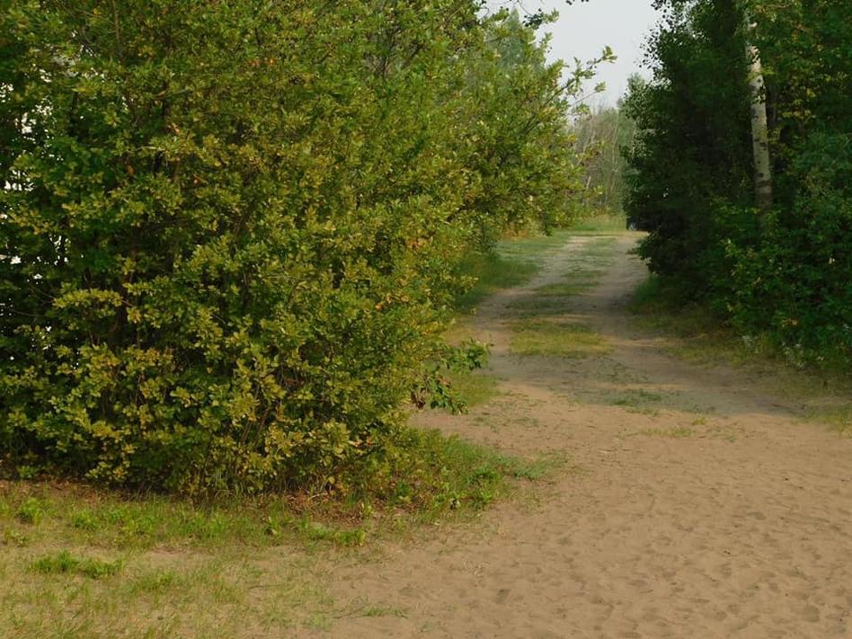 grassy lane with hedges